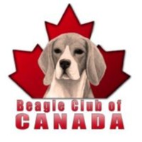 Beagle Club Of Canada [CONCOURS DE TRAVAIL DE FLAIR]