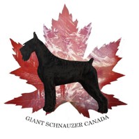 Giant Schnauzer Canada [NATIONAL & REGIONAL]