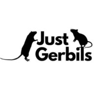 Just Gerbils [BARN HUNT]